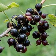 Zwartebessenextract